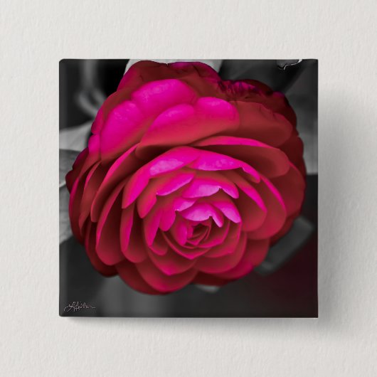 De Roze Camellia Vierkante Button 5,1 Cm (Voorkant)
