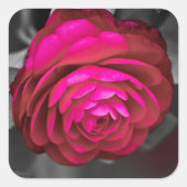 De Roze Camellia Vierkante Sticker (Voorkant)