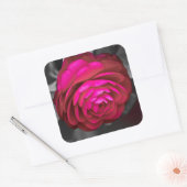 De Roze Camellia Vierkante Sticker (Envelop)