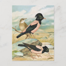 De roze-gekleurde Vintage Illustratie van de Vogel Briefkaart