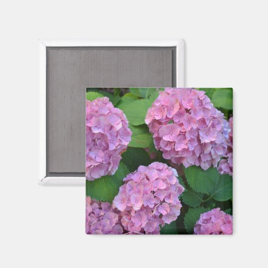 De roze Hortensia hydrangea Magneet (Voorkant / Achterkant)