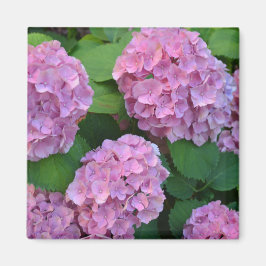 De roze Hortensia hydrangea Magneet