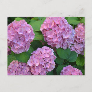De roze Hortensia hydrangea struik Briefkaart