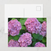 De roze Hortensia hydrangea struik Briefkaart (Voorkant / Achterkant)