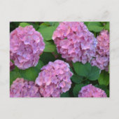 De roze Hortensia hydrangea struik Briefkaart (Voorkant)