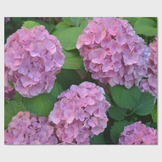 De roze Hortensia hydrangea struik Cadeaupapier (Vlak)