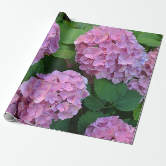 De roze Hortensia hydrangea struik Cadeaupapier (Uitgerold)