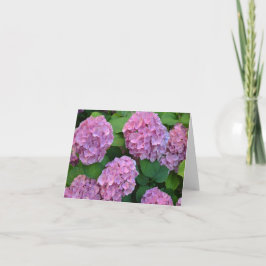 De roze Hortensia hydrangea struik  Kaart