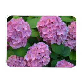 De roze Hortensia hydrangea struik Magneet