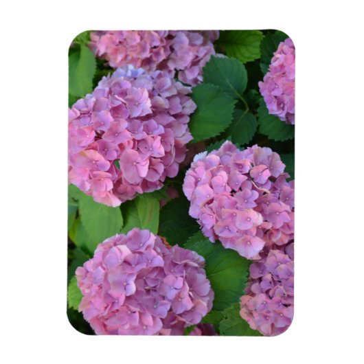 De roze Hortensia hydrangea struik Magneet (Verticaal)