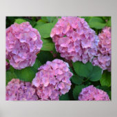 De roze Hortensia hydrangea struik Poster (Voorkant)