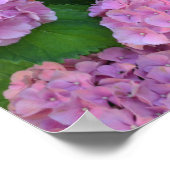 De roze Hortensia hydrangea struik Poster (Hoek)