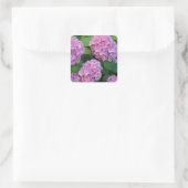 De roze Hortensia hydrangea struik Vierkante Sticker (Tas)