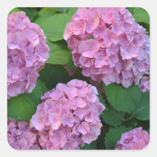 De roze Hortensia hydrangea struik Vierkante Sticker