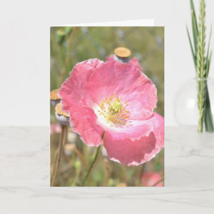 De roze Kaart van de Papaver en van de Omheining