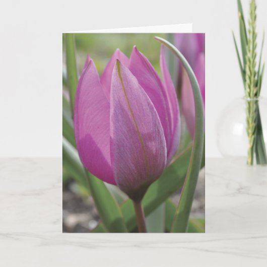 De roze kaart van het tulpenMoederdag (Voorkant)
