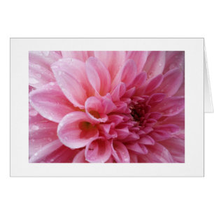 De roze Kaarten van de Chrysant