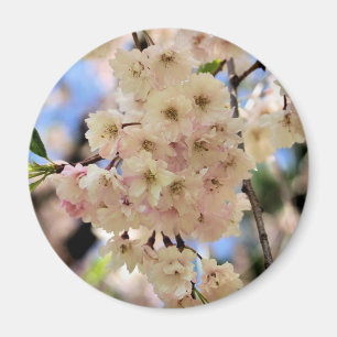 De roze Magneet van de Bloem van de Bloesems van