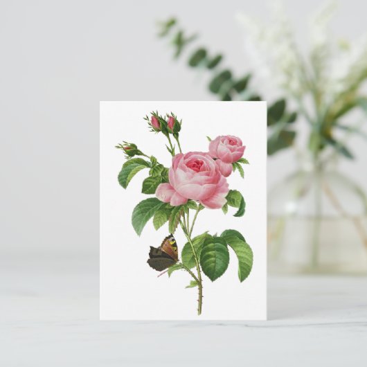 De Roze Rozen van Redoute Briefkaart (Staand voorkant)