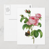 De Roze Rozen van Redoute Briefkaart (Voorkant / Achterkant)