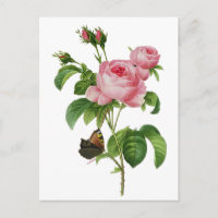 De Roze Rozen van Redoute