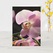 De roze Spatie van de Orchidee binnen Kaart (Gele Bloem)