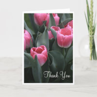 De roze Tulp dankt u Kaarten