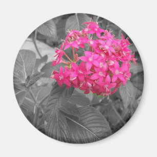 De roze ventiel magneet