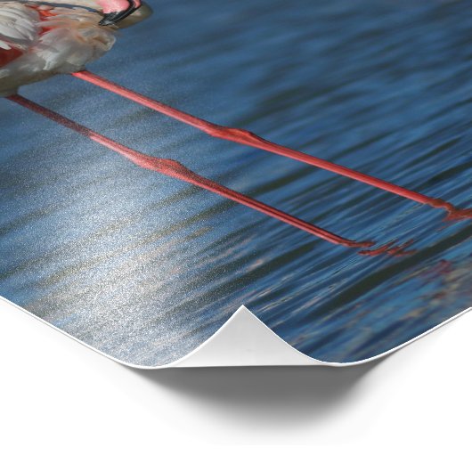 De roze vlam van Camargue Foto Afdruk (Hoek)