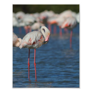 De roze vlam van Camargue Foto Afdruk