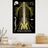 De ruggengraat en de ruggenmerg poster (Keuken)