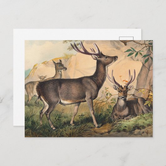 De Rusa Deer van Joseph Wolf Briefkaart (Voorkant / Achterkant)