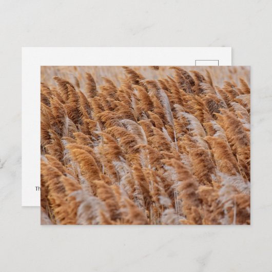 De Russen van Antelope Island, Utah Briefkaart (Voorkant / Achterkant)