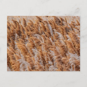 De Russen van Antelope Island, Utah Briefkaart
