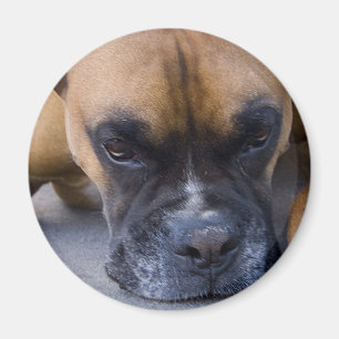 De rustende Magneet van de Hond van de Bokser