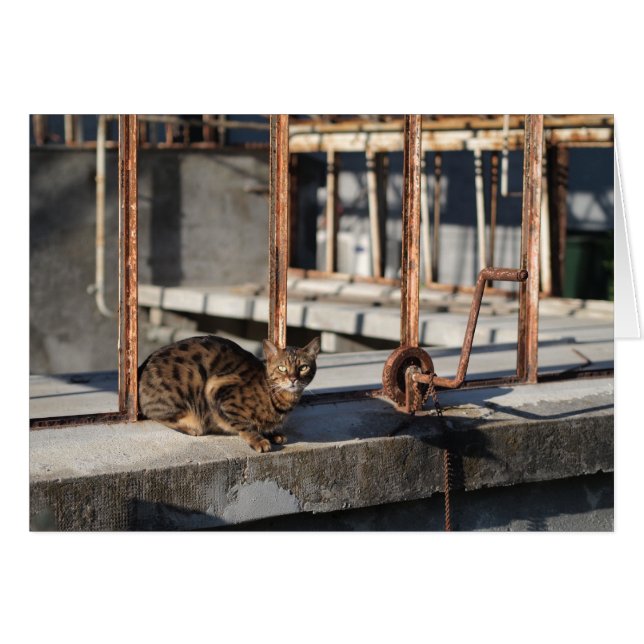 De Rusty Cat (Voorkant Horizontaal)