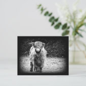 De ruwharige Foto van de Koe van het Hoogland Briefkaart (Staand voorkant)