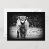 De ruwharige Foto van de Koe van het Hoogland Briefkaart (Voorkant / Achterkant)
