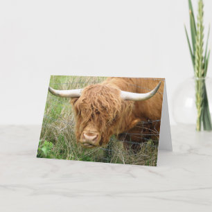 De ruwharige Koe van het Hoogland Kaart