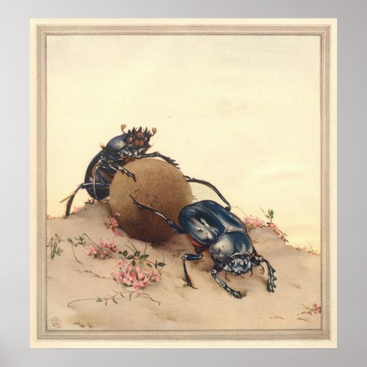 DE SACRED BEETLE - Insect Book Illustration Poster (Voorkant)