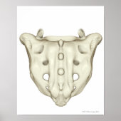 De sacrum poster (Voorkant)