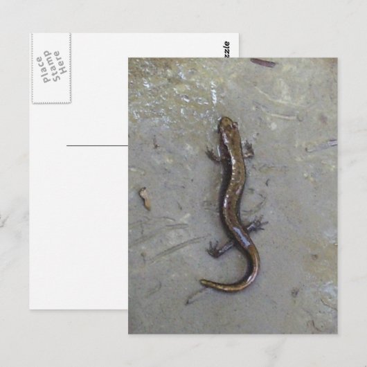 De salamander briefkaart (Voorkant / Achterkant)