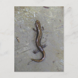 De salamander briefkaart