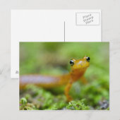 De Salamander van Longtail Briefkaart (Voorkant / Achterkant)