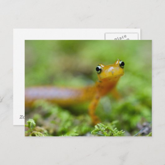 De Salamander van Longtail Briefkaart (Voorkant / Achterkant)