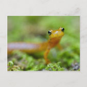 De Salamander van Longtail Briefkaart (Voorkant)