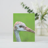De Sandhill Crane Teen Briefkaart (Staand voorkant)