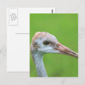 De Sandhill Crane Teen Briefkaart (Voorkant / Achterkant)