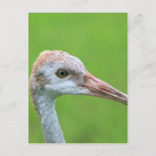 De Sandhill Crane Teen Briefkaart