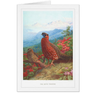 de satyr Tragopan;